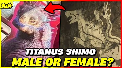 is shimo male or female|is shimo a boy.